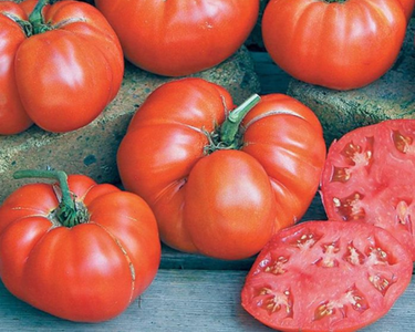 Beefsteak (or Red Ponderosa) Tomato Seeds